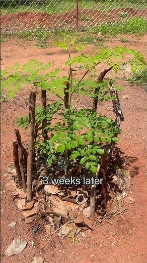 How to plant and make a moringa tree grow faster
