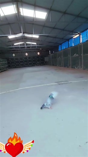 الحمام انواع الحمام كوكب الحمام #المزرعة_الدولية_كريم_نزيه #غاوي_حمام❤🕊 #حمام_زاجل #طيور