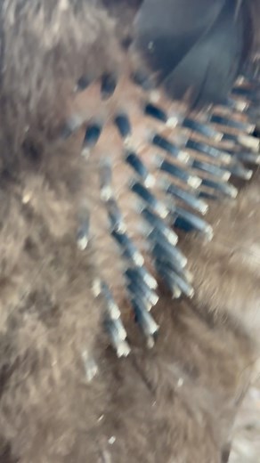 Bald turkey!! Star the turkey is molting! mammals replace hair. Feathers wear out and can’t repair themselves, so birds go through a molt, shedding old feathers and growing in fresh ones, usually once a year. Unlike hair, which grows continuously in random patterns, feathers must be dropped and regrown in coordinated waves, often leaving birds looking patchy or even nearly bald. Though it may seem dramatic, molting is a natural process that restores insulation, flight ability, and brilliant plum