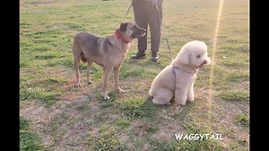 LED Retractable Dog Leash - 16-Foot Dog Leash, Non-Slip Handle Retractable Leash, Leash with LED Light, Available for Dogs Under 60 Pounds, Suitable for All-Day Use