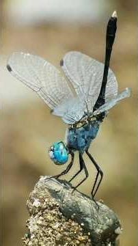 Dragonflies Fly Backwards, Hover, and Hit 60 MPH — Like a Living Drone! 🚁facts#nature#dragonfly
