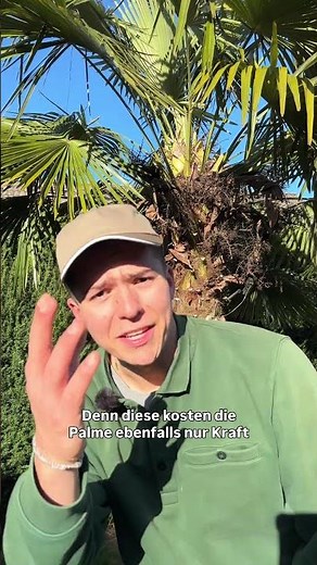 🌴 How to properly prune a palm tree ✂️