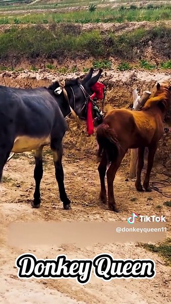 Understanding Horse and Donkey Breeding Techniques