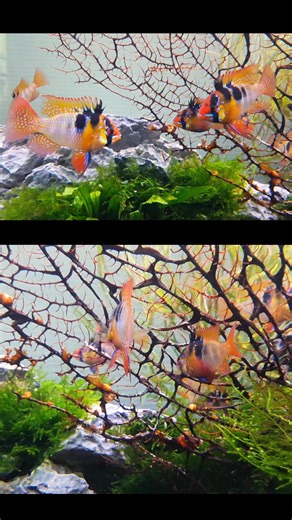 🌈 Ram Cichlid (Microgeophagus ramirezi)! 🐠 Small fish, big attitude! Native to the warm rivers of Venezuela and Colombia, these little guys are pure color magic — glowing blues, golds, and reds that shift with their mood. Rams are super peaceful and love living in planted tanks. They often pick a partner for life and make the cutest parents — guarding their eggs side by side like a tiny underwater couple. ❤️ #RamCichlid #MicrogeophagusRamirezi #AquariumVibes #CichlidLove #Aquascape #Aquarium #