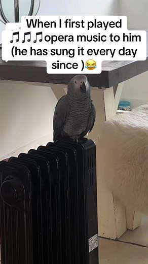 African Grey Parrot Talking: Funny Opera Singing Parrot