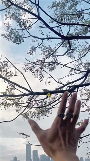 Episode 2 | When the Sugar Glider Can Talk #CutePet #Pet #RecordCuteAnimals