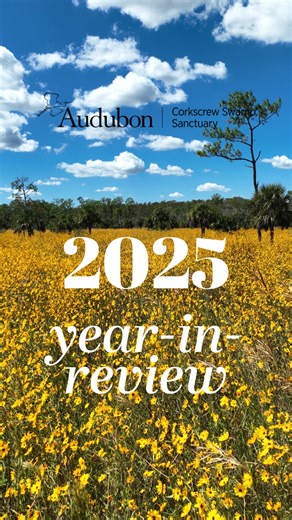 Corkscrew Swamp by the numbers for 2025. | Audubon's Corkscrew Swamp Sanctuary