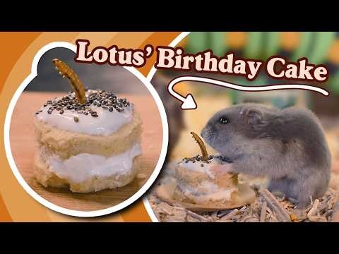 Making my Hamster's Birthday Cake