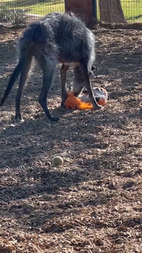 5.8K views · 44 reactions | Play time | Andy Slowe | Facebook