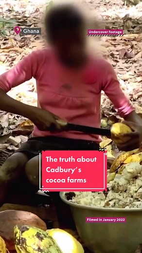 #Dispatches went undercover in Ghana where children as young as 10 were found to have been working gruelling hours to supply cocoa beans to #Cadbury. Some of them working here have been sent by their families to live and work on the farms, stopping them from going to school. #cadbury #chocolate #dispatches #documentary #documentaryshort #investigation #undercover