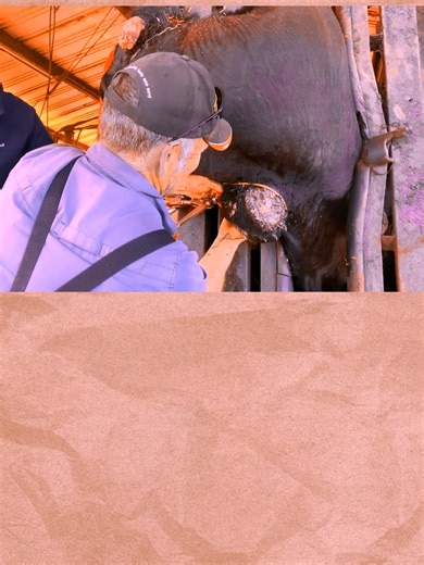 Mega Bull Granulomatous Abscess Lump #foryou #cow | cow