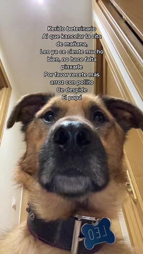 los gotazos de baba que se le caen, es que no puedo con el HAJAJAJAJA #fyp #perro