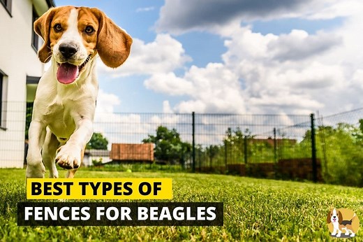 7 Best Types of Fences for Beagle Proofing your Yard - Beagle Care
