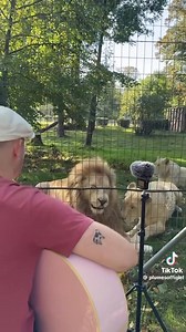 Man sings for Lions and what happens is remarkable! #Plumes | Cheryl Tippett