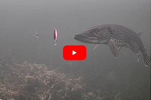 Angler Jigs Up Northern Pike with Classic Dardevle Spoon in Stunning Underwater Footage