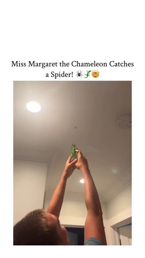 Mixed Realitys on Instagram: "- This 17-second video captures the fascinating hunting ability of a chameleon being used as a unique form of pest control. The Scene: Inside a house, a spider is seen crawling on the ceiling or wall. - The Hunter: The homeowner is holding their pet Veiled Chameleon in their hand The Action: The owner lifts the chameleon up toward the ceiling so the chameleon can spot the spider. The chameleon then quickly shoots out its tongue over a long distance and catches the s