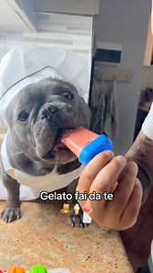 Gelato con anguria per cani come spuntino rinfrescante 🍦🍉 Ingredienti: -Anguria(1/4) senza semi -Yogurt greco(2 cucchiai max) -Formine per gelato Ovviamente da dare con moderazione 1 al giorno max, si rinfrescano sì ma il troppo fa male per qualsiasi cosa🧸☀️ (Credit IG permission & Thx: andrea_e_ciccio) Cane Cani Gelato per cani Bulldog francese Dog Cibo per cani • • • #cane #cani #dog #dogs #gelatopercani #cibopercani #bulldog #bulldogfrancese #bulldogfranceseitalia | La_Casa_Dei_Cani_Matti