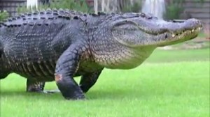 CAUGHT ON CAMERA: A massive 12-foot alligator was captured on video as it lumbered down the fourth fairway Tuesday evening at Ocean Point Golf Links on Fripp Island, South Carolina. CLICK here to watch the full video of the gigantic gator: http://on.wsoctv.com/2sywTGO (Video credit: Jessica Miller - Fripp Island Activity Center) | WSOC-TV