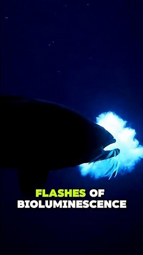The Deep Sea Monster With INVISIBLE Teeth 🦷 #blackdragonfish #dragonfish #deepsea #marinebiology