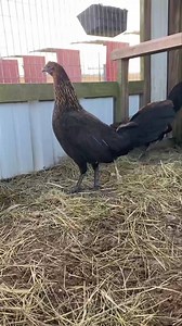 Josh Duke - Duke Farms on Reels