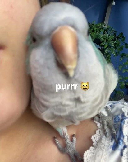 Parrot purring