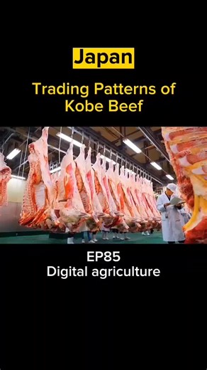 Cow Massages for Kobe Beef: Wagyu Farming in Japan