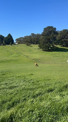 Release the hounds? I mean Highlands! Locket and Rùm flying out the gate with the very pregnant Shyla waddling behind | Ruby Ridge Highland Ponies