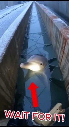 Dolphin Trapped in Icy Canal Saved in Last Minute Rescue