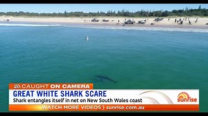A Great White Shark has been filmed creeping up on a group of fisherman on the New South Wales Coast 🦈 | Sunrise