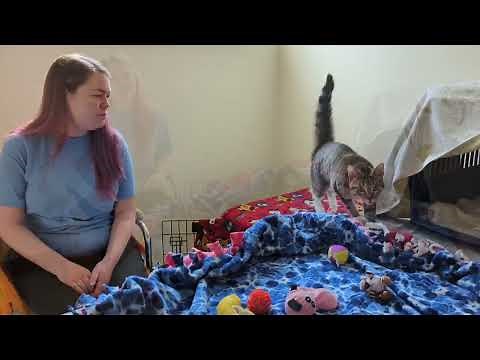 Working with Overstimulated Cats