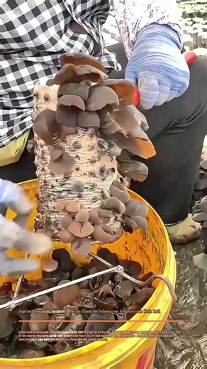 Zupfen, sammeln, ernten: Wie die Hand die schwarzen Schätze vom Holz holt