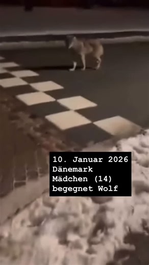 In Feld Und Wald on Instagram: "Leute, wir müssen reden. Wir müssen die Diskussion versachlichen. Und ja, auch dieses Video weckt wieder Emotionen, aber hier sehen wir, worum es geht und wo es nicht hinführen darf. Der Wolf ist ein schönes, stolzes Tier. Ich freue mich, wenn ich einen sehe und habe selber keine Ambitionen, einen zu erlegen. Aber ein echter Wolf ist nun mal ein echtes großes Raubtier und kein hübsches Bild auf einem T-Shirt. In verschiedenen Kulturen ist der Wolf ein Symbol für a