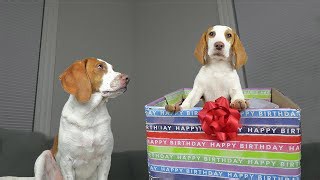 Dog Gets Puppy Birthday Surprise of a Lifetime‚ Potpie Meets Cute Puppy Indie for the First Time!