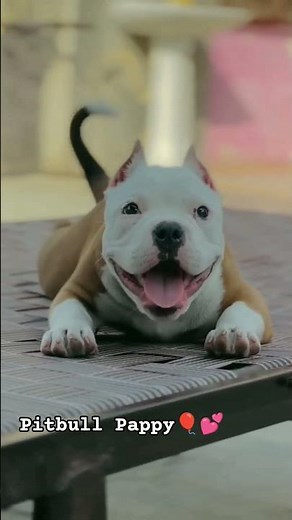 🔥 **Powerful Pitbull 😱🐶 | Don’t Mess With Him!**#Pitbull #PitbullDog #PitbullLover #DogLovers#new🦅🐕