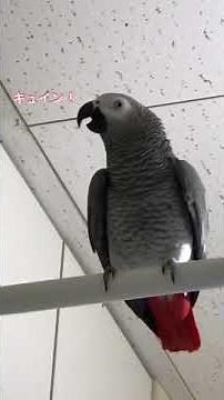 大型インコ ヨウムの呼び鳴き