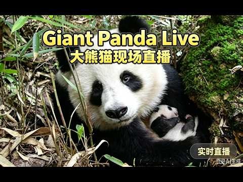 Take You to See China's Giant Pandas