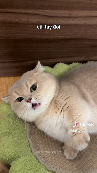 nhất quyết ko ai chịu thua ai @Lat này Te kia #tenLattenhunglaconmeo #munchkin #meochanngan #catsoftiktok #angrycat