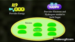 Photosynthesis: The Calvin Cycle on Make a GIF