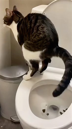 How To Toilet Train Your Cat #goodtoknow #vet #medicine #funfacts #educational #lifehacks #survival