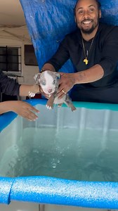 1.4M views · 10K reactions | Water Aerobics at The Agility Facility  Puppies leave us Fully Ready  Mom Of This Litter is 84.4% APBT which means loyalty, affectionate nature, and trainability. They are also active and energetic, making them good playmates for active children. Additionally, APBTs can be excellent family pets when properly Socialized and Trained. our Hybrid Bully’s is All About Agility and Family Oriented Behavior  #hybridbully | Celo Unique Breed | Facebook