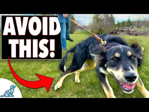 Leash Pulling Isn't the Problem - Your Walking Style Is