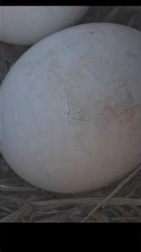 💕PIP in eagle egg 🥚#eaglecam #eagles #egg #birds #nature #eaglenest