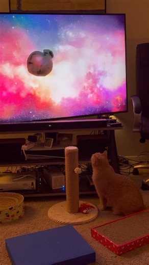 My boyfriend Tommy Duska sent me this while I was at work saying "ok... He's definitely your cat" my babe takes after his wacky momma ...what can I say lolol. Trippy shit is good shit lolol | Alyssa Zimmerman