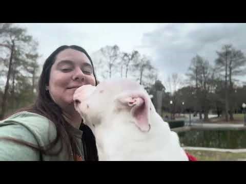 DAY IN THE LIFE.....of filming dogs