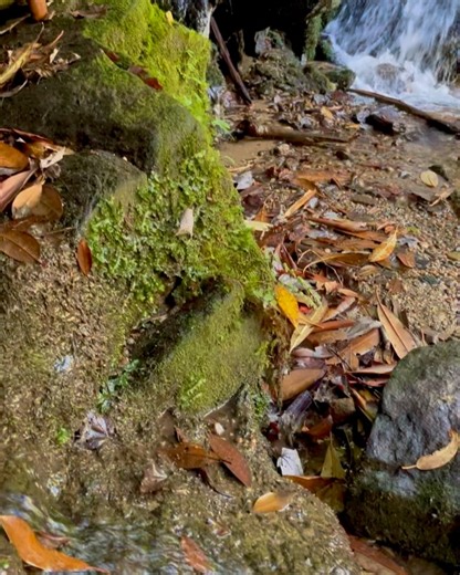 Cynthia Radford on Instagram: "💚 It is not because life is difficult that we do not dare. Life is difficult because we do not dare. ~ Seneca Did you know mosses and other bryophytes like liverworts stay green and thrive in difficult winter conditions vs. going dormant like other plants? Bryophytes make natural antifreeze from special sugars and sugar alcohols that keep ice crystals from forming in their cells. ❄️They can even photosynthesize under snow. Moss is a plant super hero that helps cri