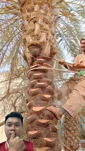 The way he used the rope to swing on the tree and cut the rotten palm branches was very professional