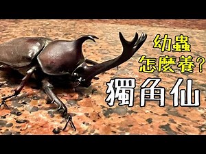 How to Raise Rhinoceros Beetle Larvae