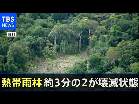 「人類により世界の熱帯雨林の約３分の２が壊滅状態に」