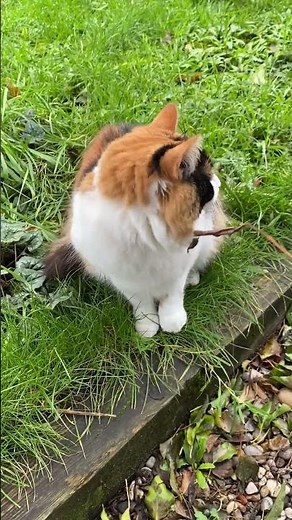 Are male Calico cats rare?...#shorts