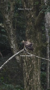 374K views · 12K reactions | When legends of the sky meet:A Great Hornbill and a juvenileCrested Serpent Eagle in an electrifying face-off. The wild holds its breath. #faisalmagnet #nature #wildlife #nikon #nikonindiaofficial #birds | Faisal Magnet | Facebook